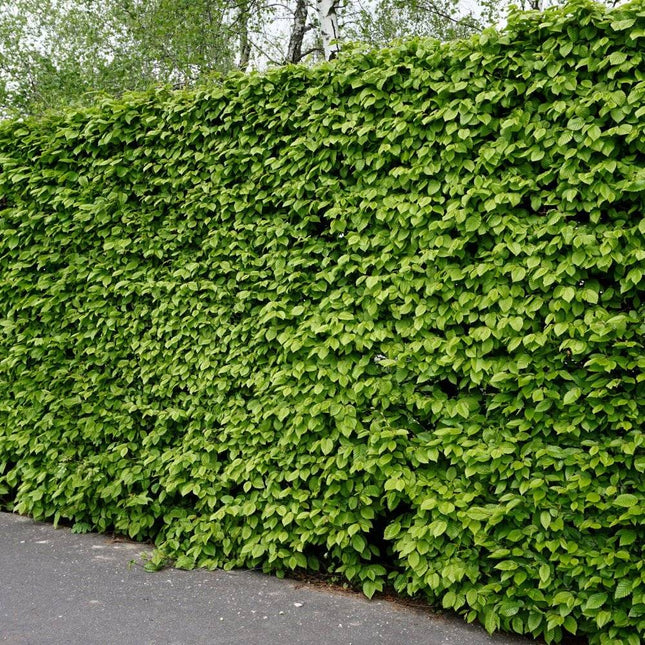 Köp Avenbok, Carpinus betulus 100-120 cm, Co 3,5 » Kvalitet LQ Remco Avenbok