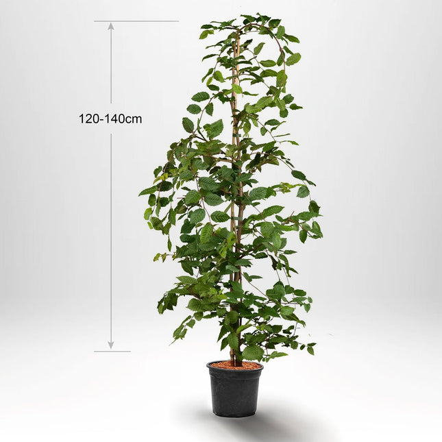 Avenbok Carpinus betulus krukodlad 120-140 cm Co 3 - LQ