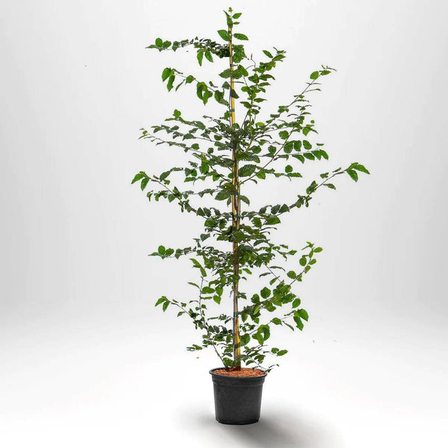 Köp Avenbok - Frilandsodlad - 125-150 cm RB - Kvalitet LQ Remco Avenbok