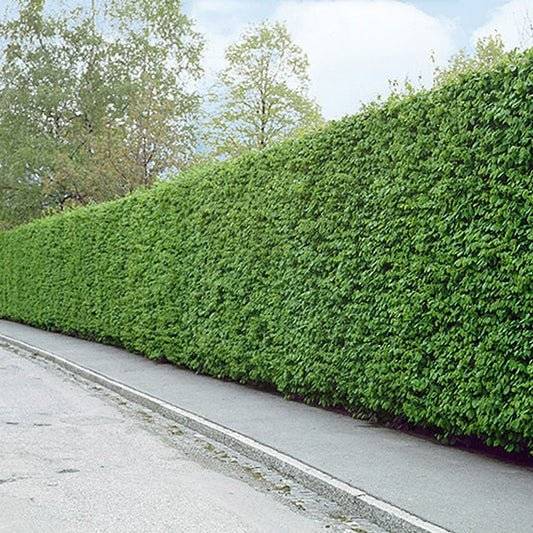Köp Avenbok Carpinus betulus krukodlad 200-225 cm Co 10 - Kvalitet Landscape Q Debski Avenbok