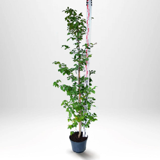 Köp Avenbok, Carpinus betulus 200-225 cm, Co 10 » Kvalitet S Debski Avenbok