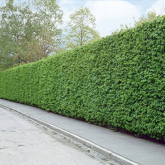 Köp Avenbokshäck – Carpinus betulus - 30 cm - Kvalitet LQ - Co 2 Remco Avenbok
