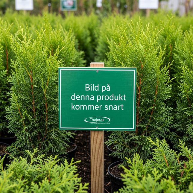 Thuja Brabant 120-140 cm, RB » S » Outlet