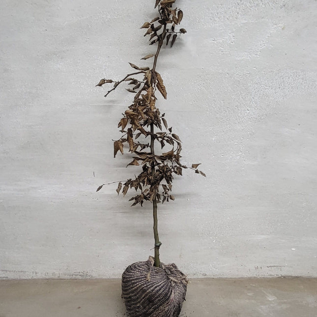 Avenbok - Frilandsodlad - 150-175 cm RB - Kvalitet LQ