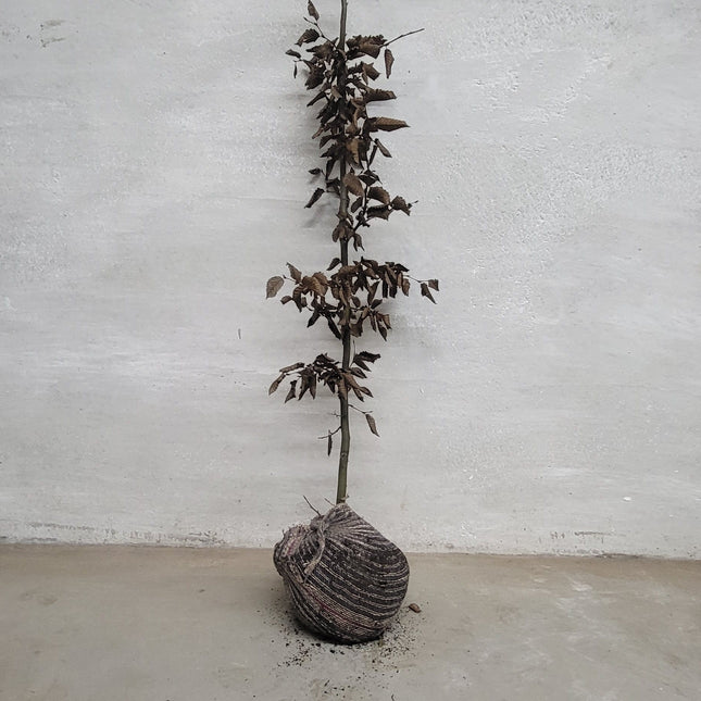 Avenbok - Frilandsodlad - 175-200 cm RB - Kvalitet LQ