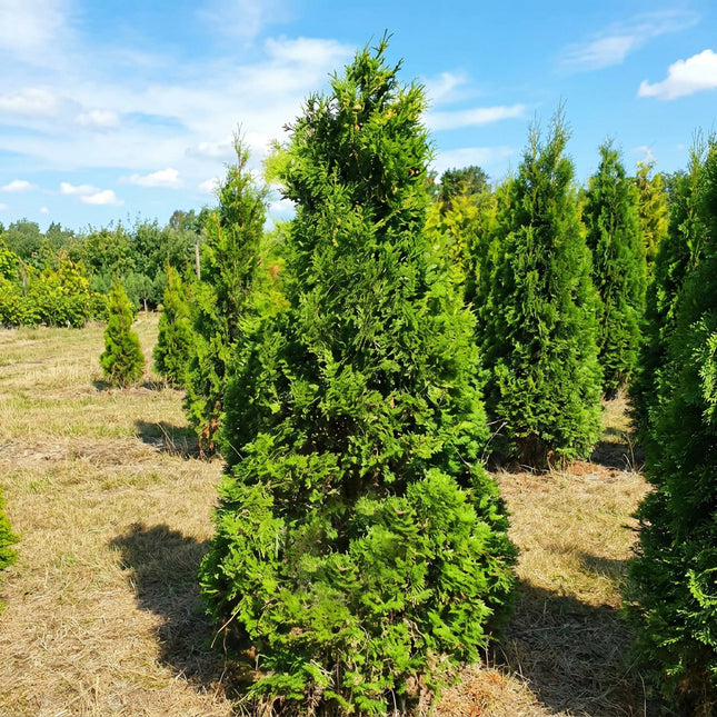 Köp Thuja Columna 200-225 cm 2:a klass - Svenskodlad Svedberga Plantskola AB Häckväxter