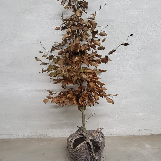 Bok, frilandsodlad 125-150 cm -RB  - Kvalitet LQ