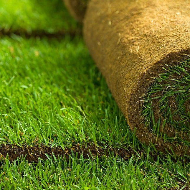 Köp Gräsmatta - Rullgräs - Fraktfritt! 70m2/Pall - Välj antal m2 50 till 280m2 Thujor.se gräsmatta