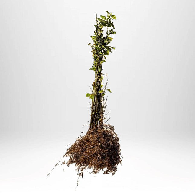 Köp Häckoxbär, 40-60 cm - BR - 25 Pack Remco Oxbär