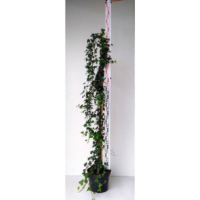 Köp Hedera Helix- Murgröna 100-130 cm, krukodlad Co 5 Debski