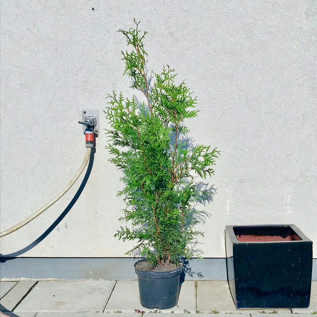 Parti Thuja Brabant Landscape Q - 85 st - 100/120 cm - Krukodlad C5 Liter - Fri frakt