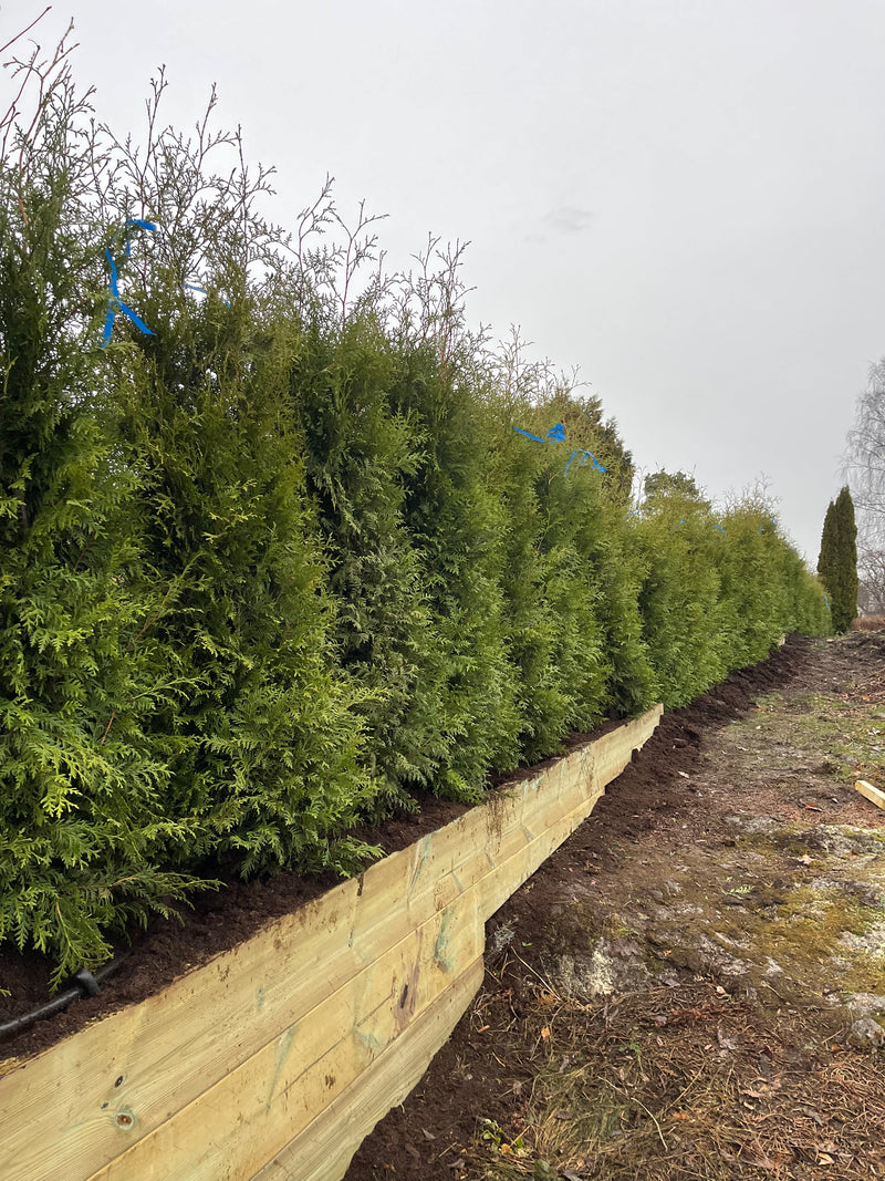 Thuja Brabant 160-180cm