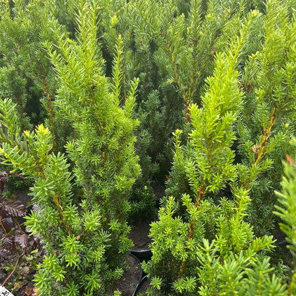 Parti Taxus Media Hilii Idegran Kval A - 50 st - 50/60 cm - Krukodlad C5 Liter - Fri frakt