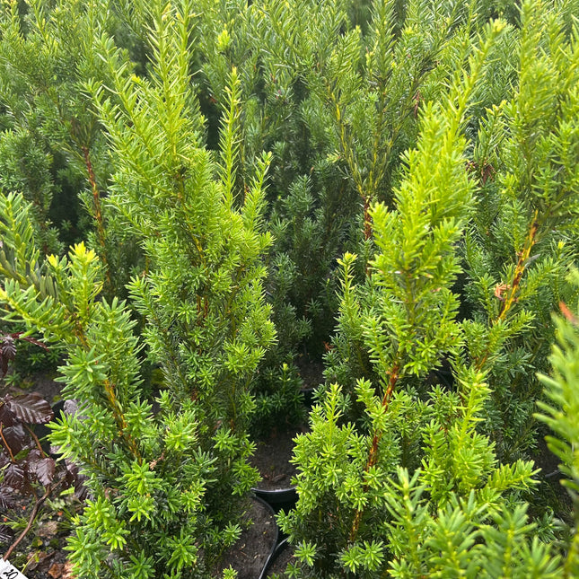 Parti Taxus Media Hilii Idegran Kval A - 50 st - 50/60 cm - Krukodlad C5 Liter - Fri frakt