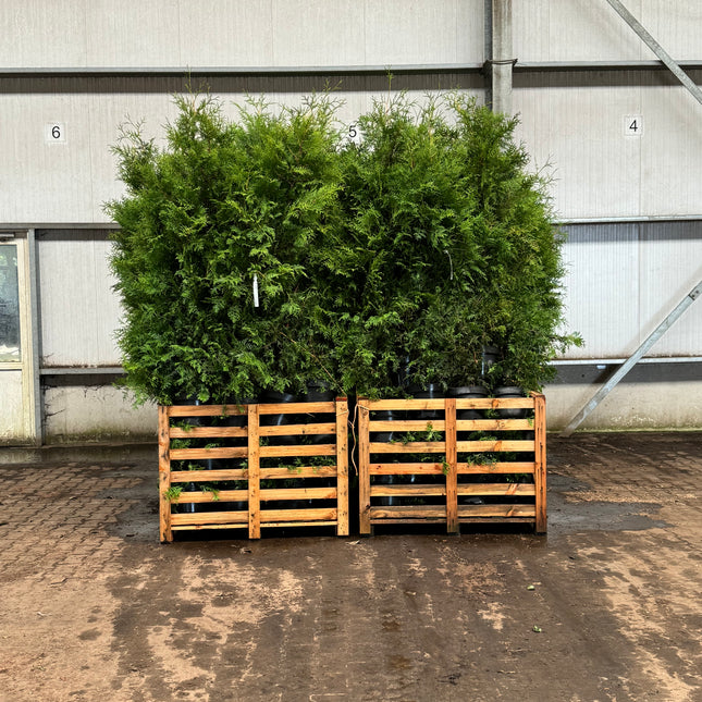 Parti Thuja Brabant Kval LQ - 36 st - 175/200 cm - Krukodlad C15 Liter - Fri frakt