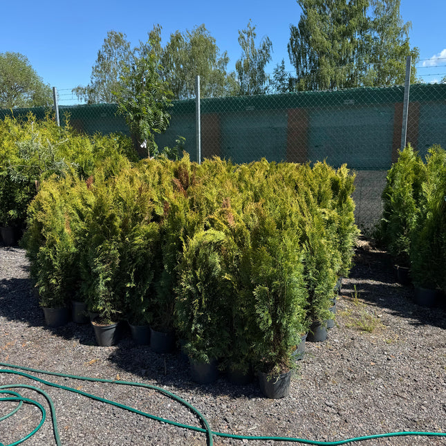 Parti Thuja Smaragd Kval LQ - 50 st - 50/60 cm - Krukodlad C2 Liter - Fri frakt