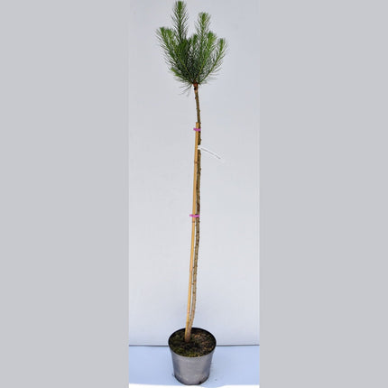 Larix kaempferi Jacobsen - Hybridlärk - krukodlad C5