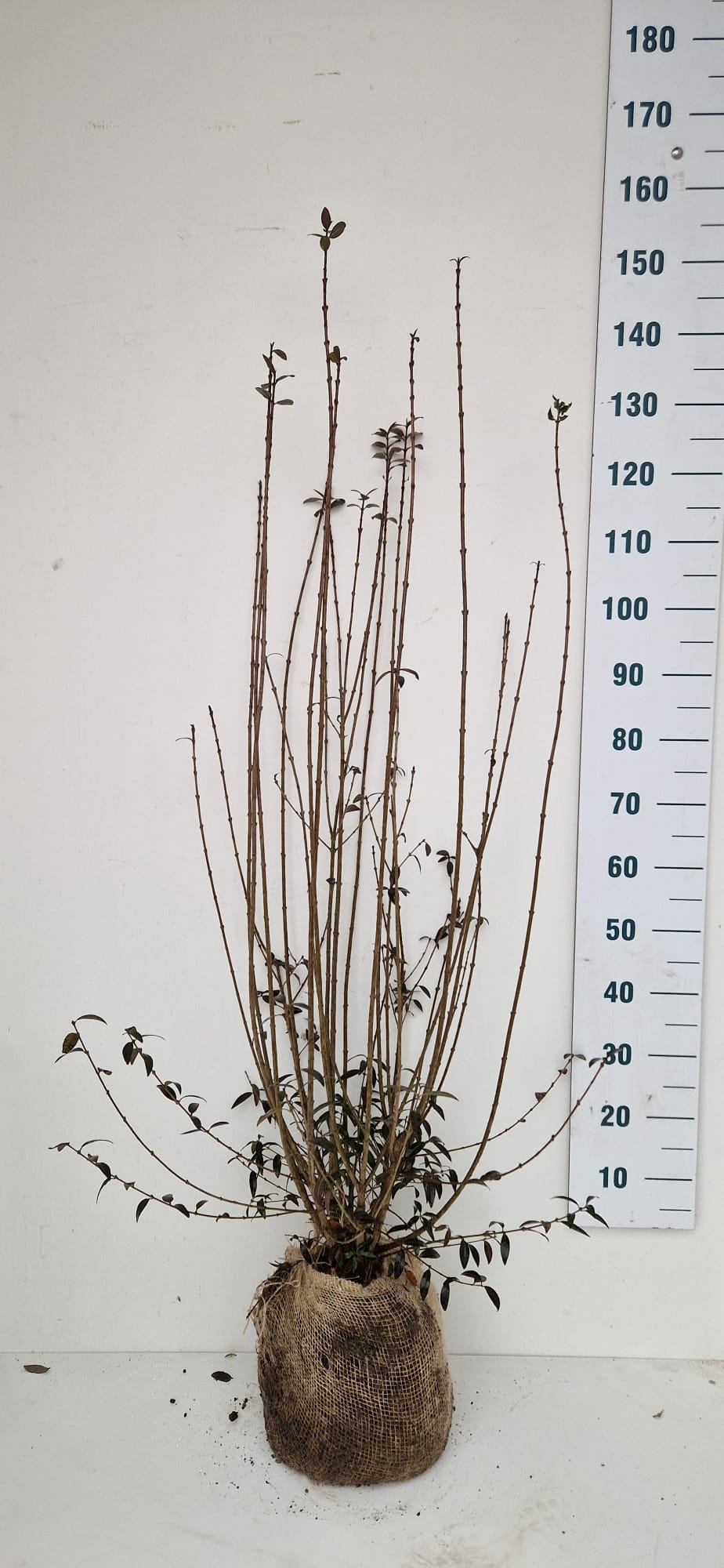 Köp ligusterhäck – Ligustrum atrovirens 125-150 cm