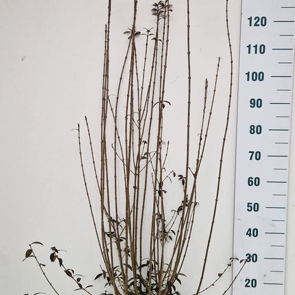 Köp ligusterhäck – Ligustrum atrovirens 125-150 cm