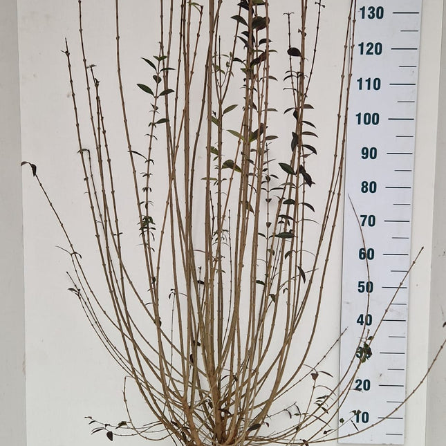 Köp Ligusterhäck – Ligustrum vulgare 175-200 cm - RB - Kvalitet Landscape Quality Remco