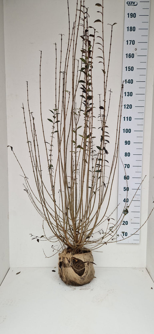 Köp Ligusterhäck – Ligustrum vulgare 175-200 cm - RB - Kvalitet Landscape Quality Remco