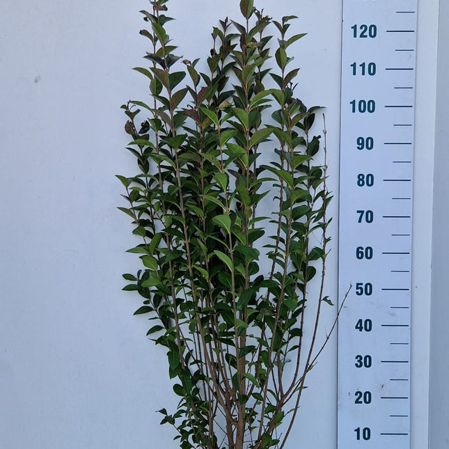 Köp Bredbladig Liguster Ovalifolium 100-125 cm - RB - Kvalitet Landscape Quality Remco
