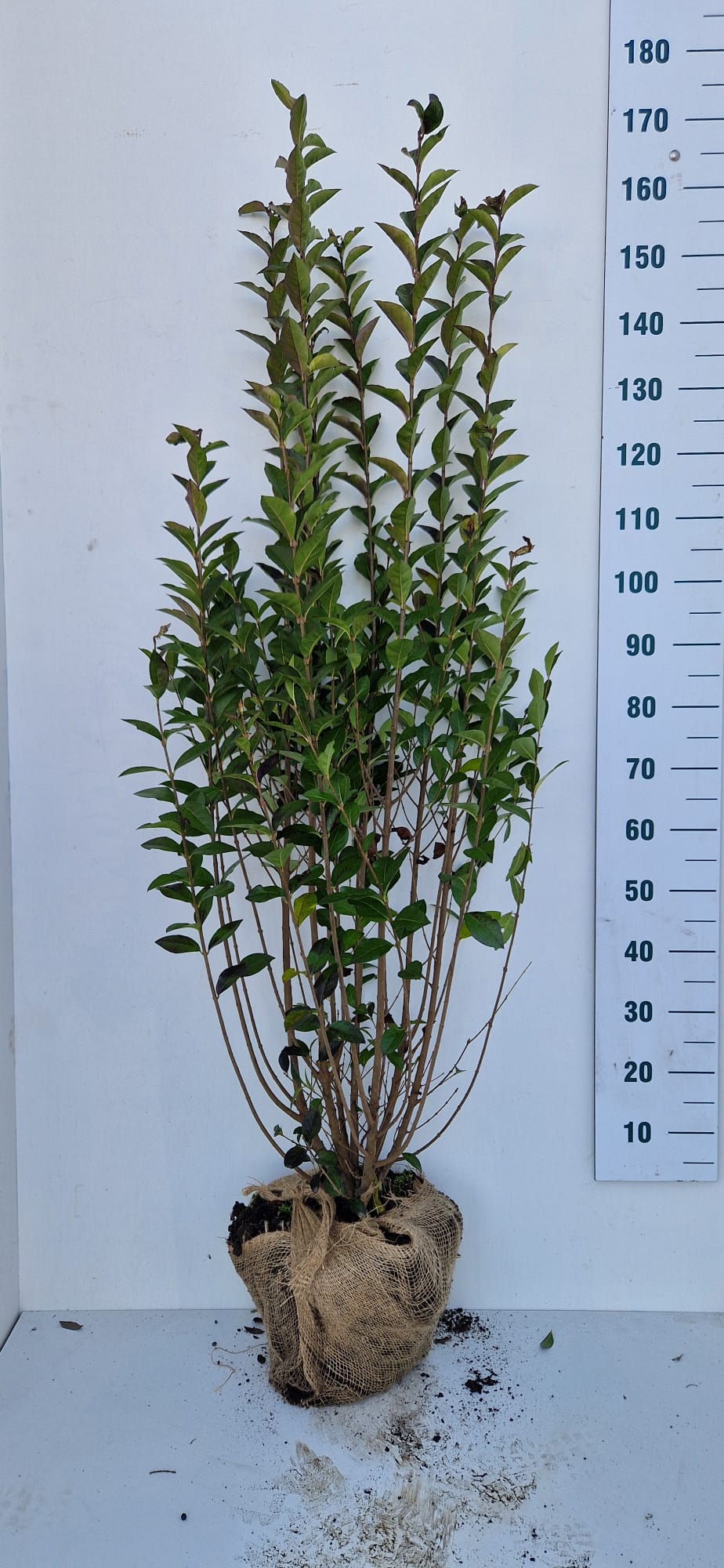 Köp ligusterhäck – Ligustrum ovalifolium. Snabbväxande, tät och halv-städsegrön häck för villaträdgård och tomtgräns. – Thujor.se