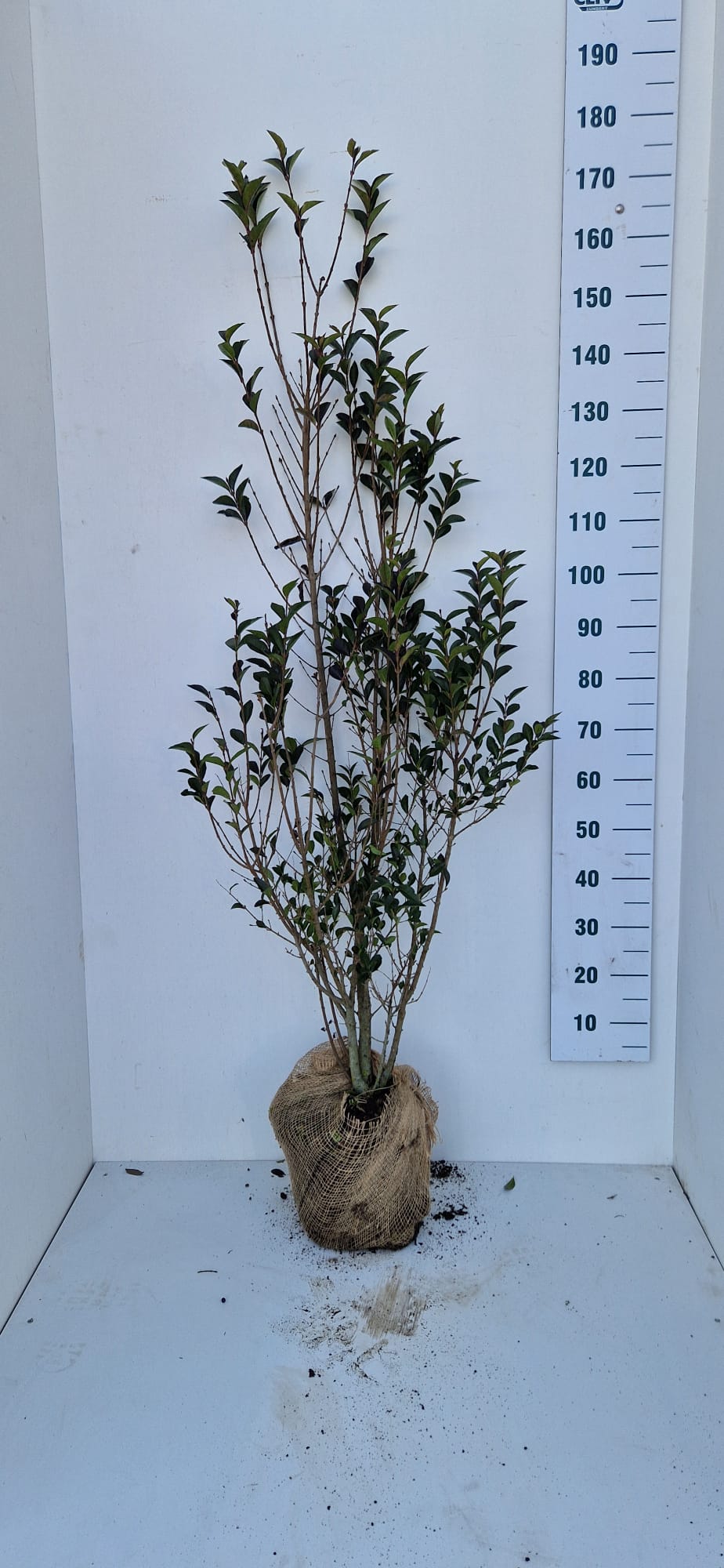 Köp ligusterhäck – Ligustrum ovalifolium. Snabbväxande, tät och  halv-städsegrön häck för villaträdgård och tomtgräns. – Thujor.se