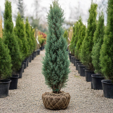 Pelarcypress Cham. laws. Columnaris 140/160 cm, RB » S » Outlet