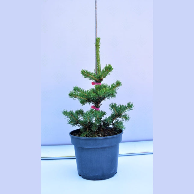 Picea abies Lucky Strike - Blågran - krukodlad C5