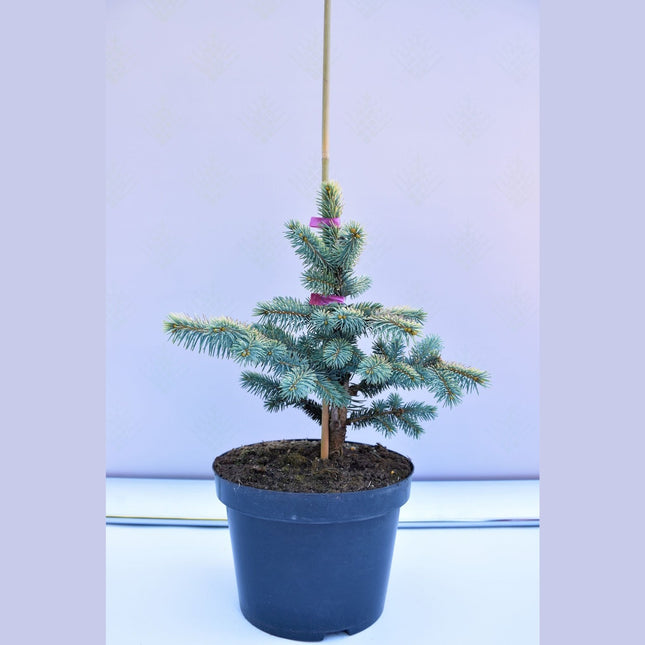 Picea pungens Bialobok - Blågran - krukodlad C5