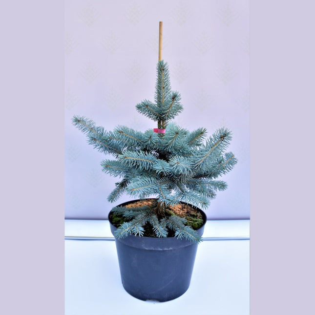Picea pungens Blue Mountain - Blågran - krukodlad C10