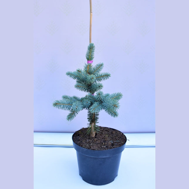 Picea pungens Blue Mountain - Blågran - krukodlad C5