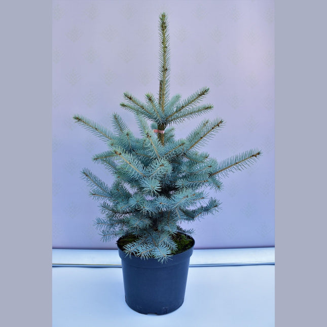 Picea pungens Edith - Blågran - krukodlad Co10