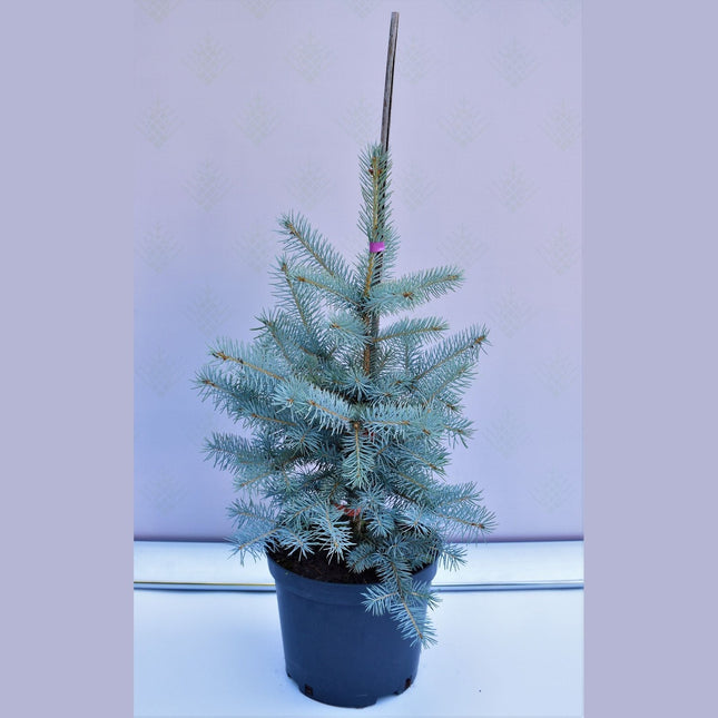 Picea pungens Edith - Blågran - krukodlad Co5