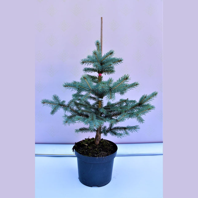 Picea pungens Erich Frahm - Blågran - krukodlad Co5