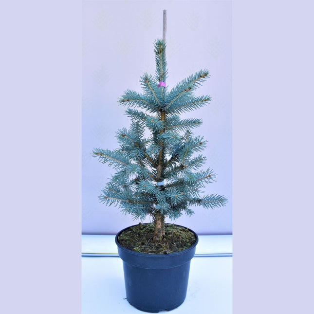 Picea pungens Fat Albert - Blågran - krukodlad Co5