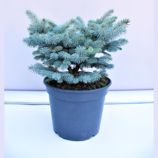 Picea pungens Glauca Globosa - Blågran - krukodlad Co10