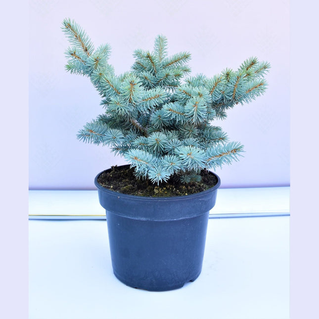Picea pungens Glauca Globosa - Blågran - krukodlad Co5