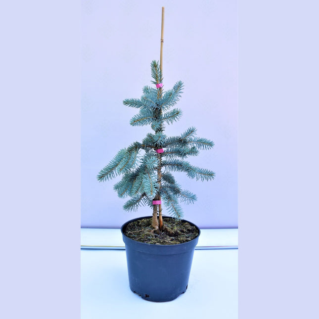 Picea pungens Glauca Pendula - Blågran - krukodlad Co5
