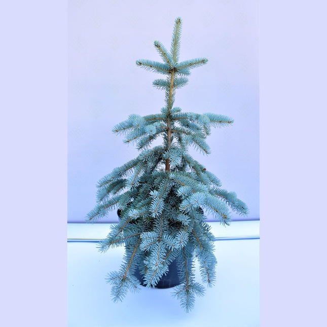 Picea pungens Hoopsii - Blågran - krukodlad Co10