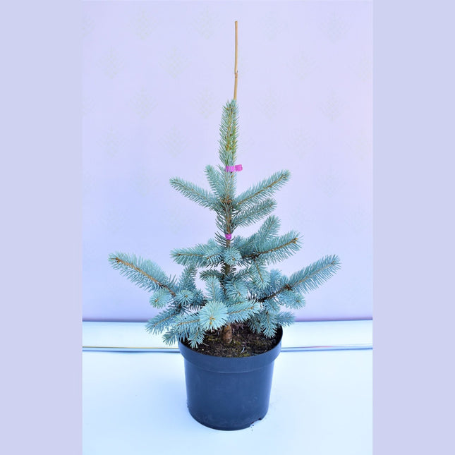 Picea pungens Hoopsii - Blågran - krukodlad Co5