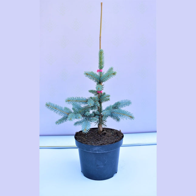 Picea pungens Hoto - Blågran - krukodlad Co5