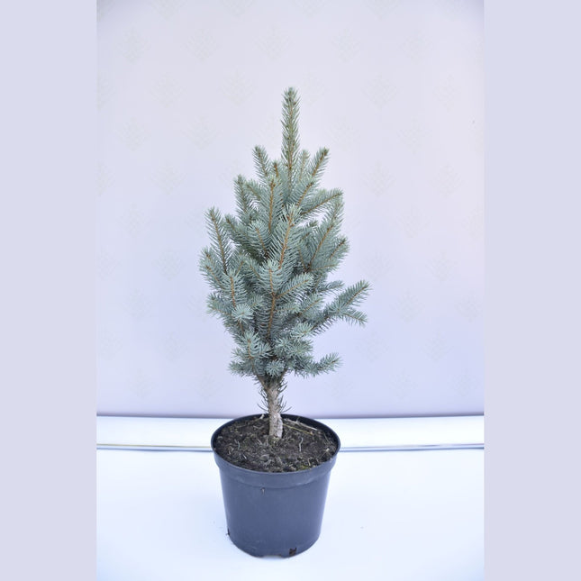 Picea pungens Iseli Fastigiate - Blågran - krukodlad Co5