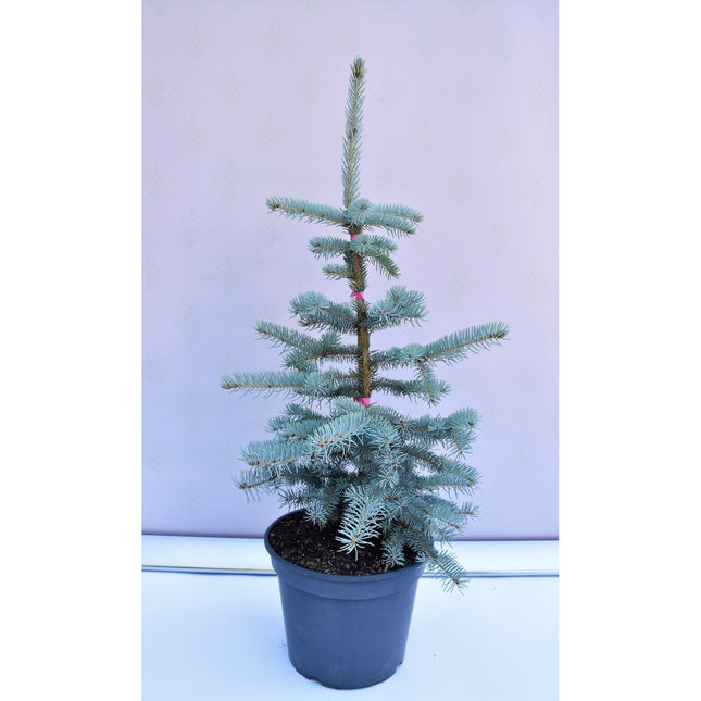 Picea pungens Koster - Blågran - krukodlad Co10