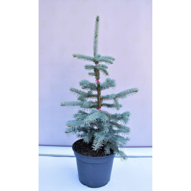 Köp Picea pungens Koster - Blågran - krukodlad Co10 Debski