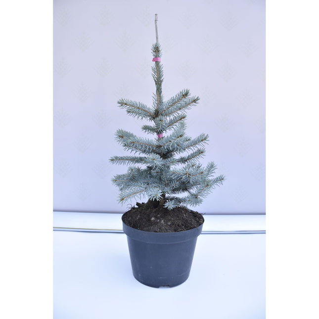 Picea pungens Omega - Blågran - krukodlad Co10