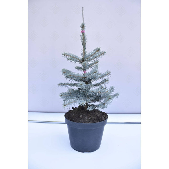 Köp Picea pungens Omega - Blågran - krukodlad Co5 Debski