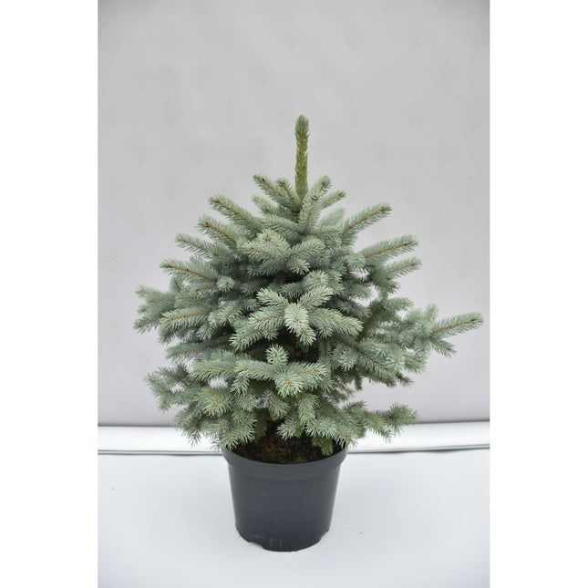 Picea pungens Super Blue Seedling - Blågran - krukodlad Co10