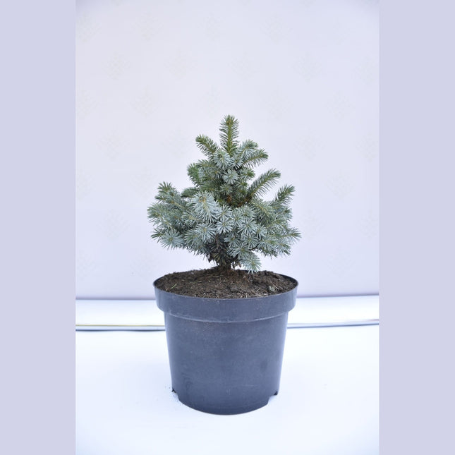 Picea sitchensis Nana - Siktagran - krukodlad Co5